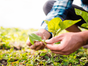 Práticas Sustentáveis para Agricultores na Amazônia