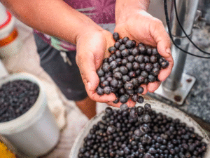 Como as Comunidades Locais Contribuem para a Sustentabilidade na Amazônia